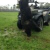 A bear standing on the back of an atv.
