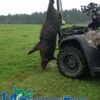 A boar is hanging on the back of an atv.